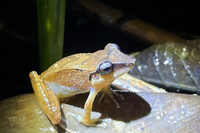 10 Days Birding Photo Tour From Andes to Amazon of Ecuador - Accommodation and Meals Included