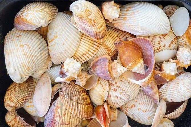 10,000 Islands Shelling Trip Marco Island FL - Meeting and End Point Details