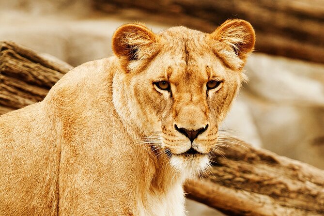 11 Days Aberdares, Samburu, Naivasha, Masai Mara & Diani Luxury Kenya Holiday - Included Meals and Drinks