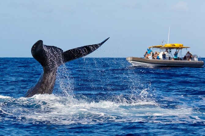 12 Passenger Kaanapali Beach Whale Watch Tour. Onboard Whale Mic - Knowledgeable Staff