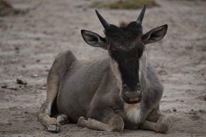 13 Days Best of Kenya and Tanzania BudgetSafari - Meeting and Pickup Details