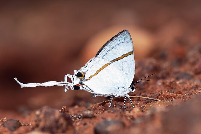 14 Day Ghana Butterfly Tour - Inclusions and Exclusions