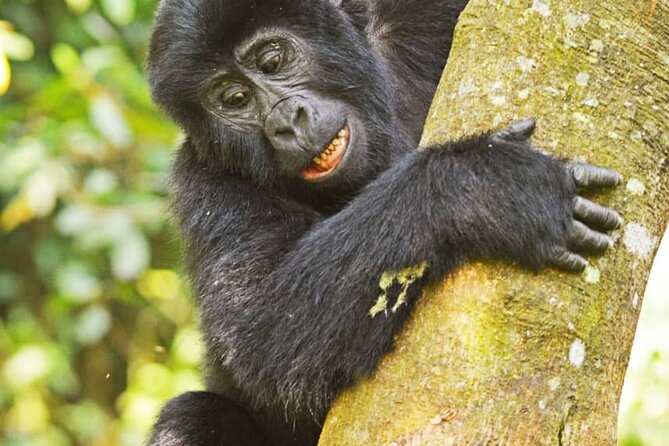 14 Days Uganda Wildlife and Primate Safari With Bigfive - Transportation and Pickup