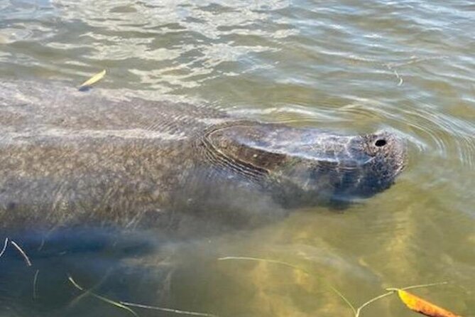 2.5 Hour Kayaking With Manatee and History Tour in Tarpon Springs - Wildlife Viewing
