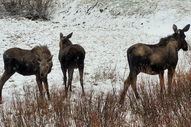 2 Day 1 Night Yellowstone With Expert Guide - Accessibility