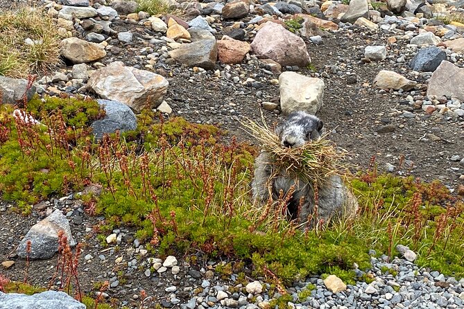 2 Day Mt Rainier All-Inclusive Tour Review - Tour Highlights and Experiences