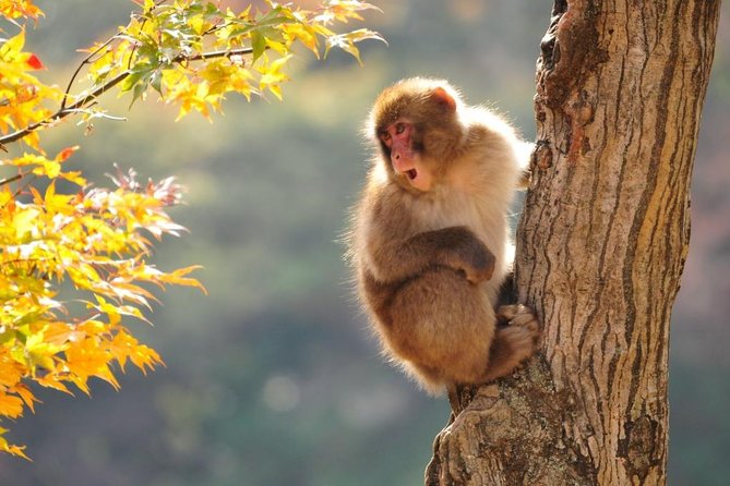 2-Day Snow Monkey Tour: Nagano to Takayama via Matsumoto - Meeting and Pickup