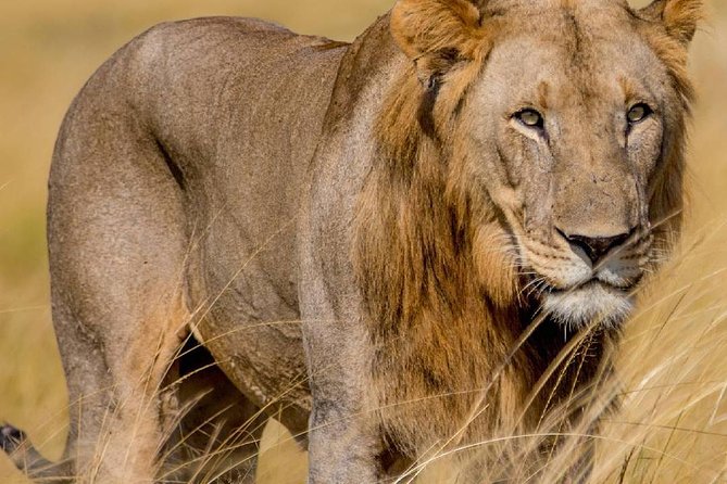 2 Days Akagera National Park Wildlife Safari - Accommodation Details