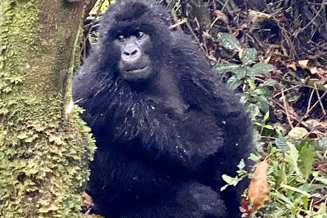 2 Days Gorilla Trekking Rwanda - Accessibility Considerations