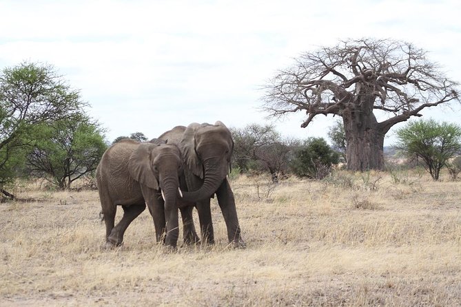 2 Days Lodge Safari - Lake Manyara and Ngorongoro Crater - Inclusions and Exclusions