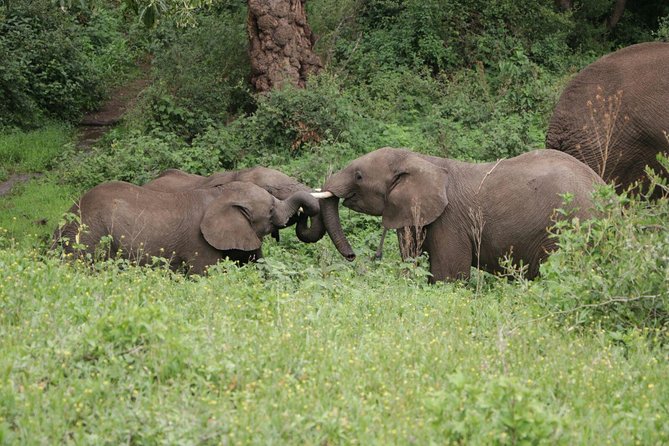 2 Days Tarangire & Ngorongoro Budget Camping Safari Tour Tanzania - Meeting and Pickup Information