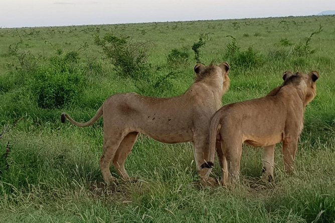 2 Days Tsavo East and Saltlick - Inclusions and Exclusions