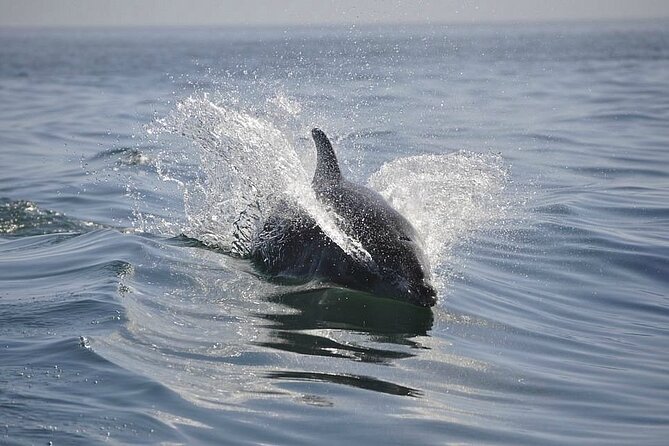 2 Hour Dolphin Sightseeing Tour in Melbourne Florida - Highlights of the Tour Experience
