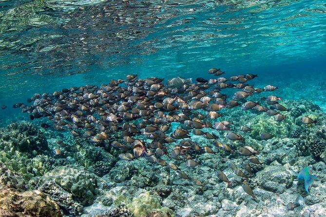 2-Hour Dolphin Watching and Double Reef With Snorkel in Hawaii - Exploring Underwater Reefs
