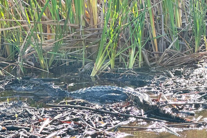2 Hour Exclusive Everglades Airboat Safari Review - Participant Requirements