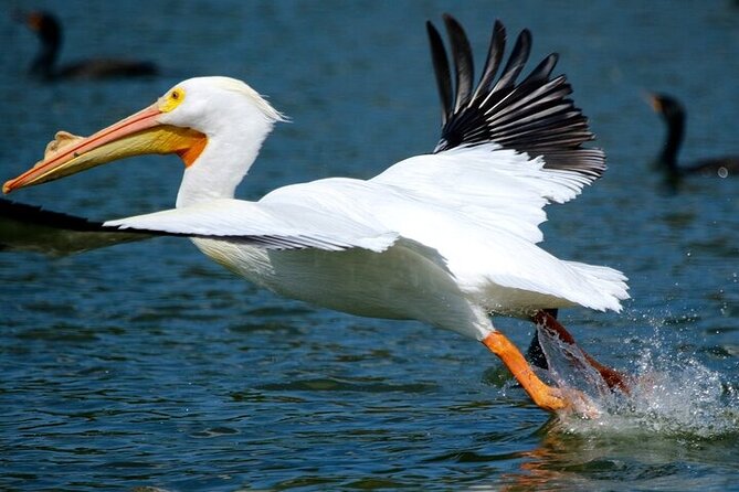 2 Hour Historical Wildlife Tour of the Chain of Lakes - Wildlife and Experience Highlights