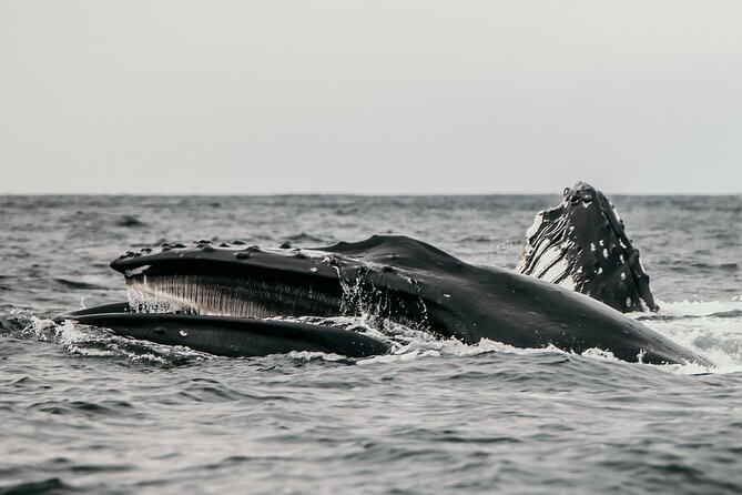 2-Hour Marine Wildlife Tour in Sitka - Wildlife Sightings