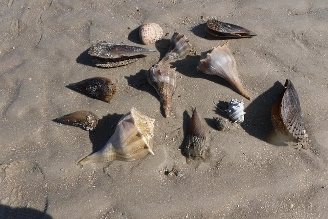 2-hour Shelling Boat Tour in the 10,000 Islands - Reviews and Ratings