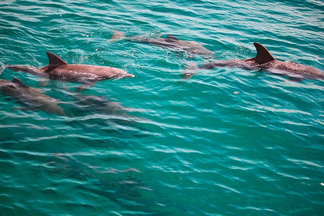 2 Hours Guided Afternoon Dolphin Tour Review - Reviews and Ratings