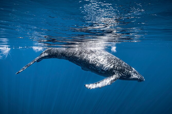 2Hour Whale Watching and Boat Cruise in Haleiwa Oahu Hawaii - Accessibility Information