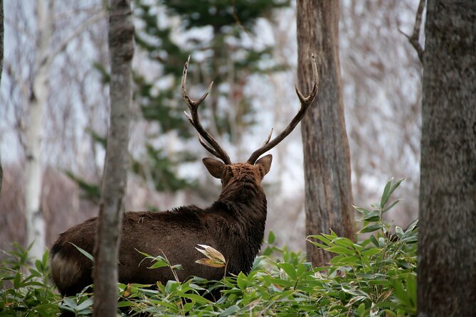 3.5hours Primeval Forest Snowshoe Hike and Wildlife Watching Tour - Additional Features