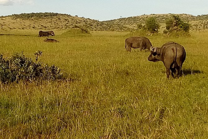 3 Days Amboseli National Park - Accessibility Information