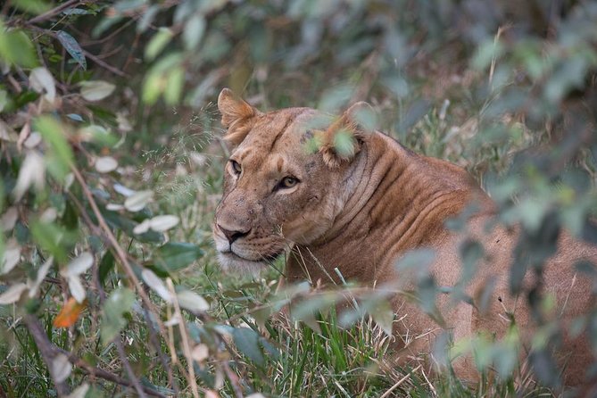 3 Days Maasai Mara Budget Safari - Pickup Details