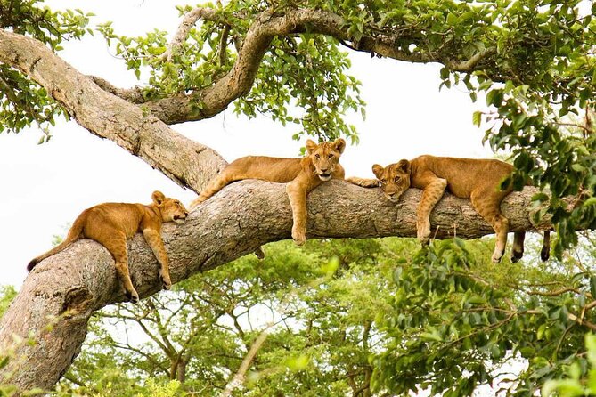 3-Days Murchison Falls and Ziwa Rhino Sanctuary - Wildlife and Scenic Experiences