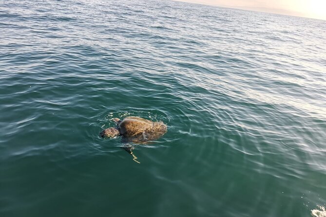 3-Hour Dolphin Watching Experience in Puerto Escondido - Pickup Options Explained