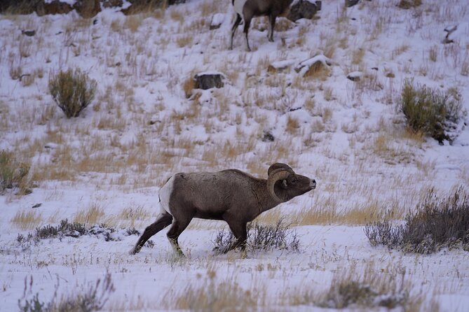 3-Hours Private Tour Grand Teton National Park & Jackson Hole - Tour Inclusions