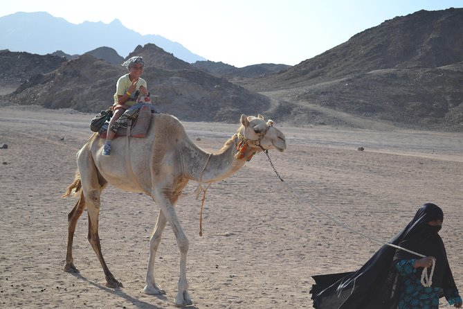 3 Hours Safari Afternoon By ATV Quad & Camel Ride With Transfer - Marsa Alam - Accessibility Information