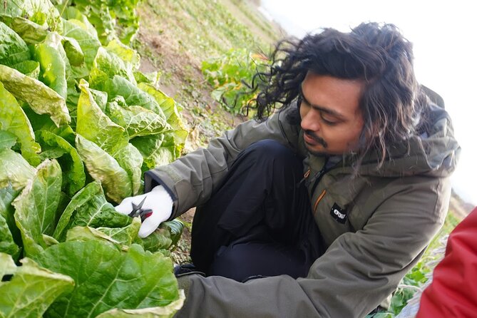 3 Hours Vegetables Harvest Activity Nearby Tokyo - Schedule and Availability