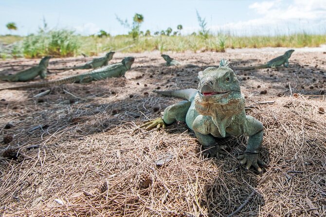 3HR Emerald Reef Snorkeling, Iguana Island and Shipwreck Tour - Health and Safety Information