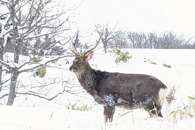 4.5 Hours Snowshoe Hike in Shiretoko Five Lakes - Booking Information