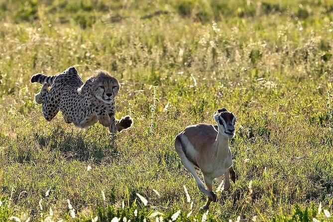 4-Day Northern Tanzania Camping Tour Safari - Pricing and Booking Details