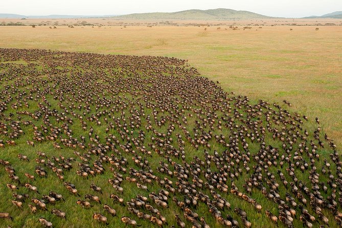 4 Day Private Camping Safari in Serengeti,Ngorongoro and Tarangire National Park - Daily Itinerary