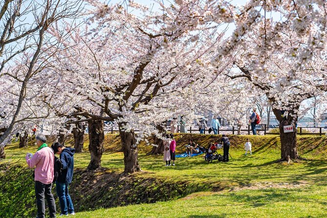 4 Hour Private Cherry Blossom Sakura Experience in Nagasaki - Savoring the Traditional Japanese Picnic