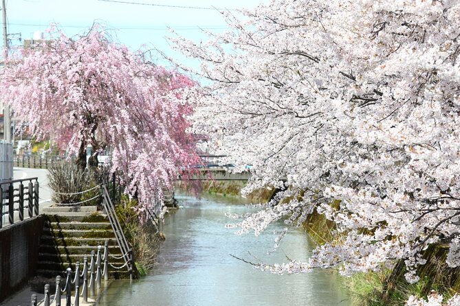 4 Hour Unique Kanazawa Cherry Blossom Sakura Private Experience - Accessibility and Participation