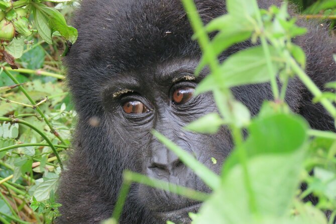5-Day Bwindi Gorilla and Chimpanzee Trekking Safari in Uganda - Pricing Details