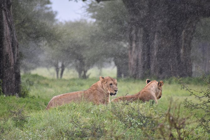 5 DAYS BUDGET SAFARI ( Tarangire, Ngorongoro Crater & Serengeti National Parks) - Meeting and Pickup Information