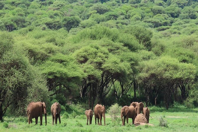 5-Days Tanzania Joining Group Safari : Best Price 2025/2026 - Accommodations Options
