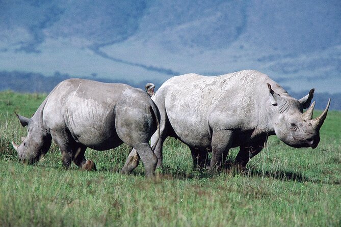 5 Days Tanzania Luxury Camping Safari - Accommodations and Amenities