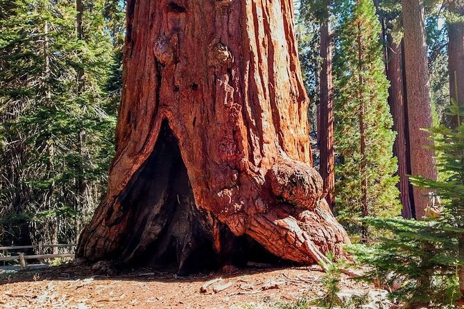 5 Star Rated Winter Private Tour in Sequoia - Accessibility and Participation