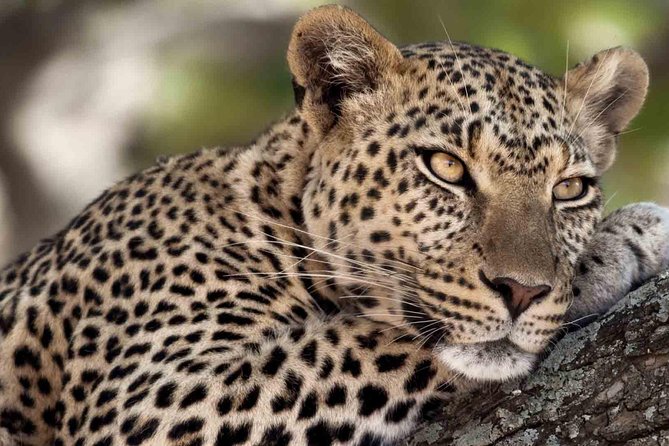 6 Days / 5 Nights Join Group Safari - Transportation Details