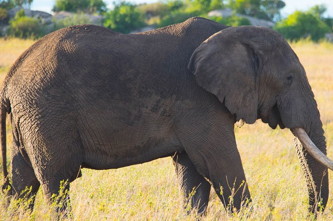 7 Days Lodge Safari. - Accommodation Details