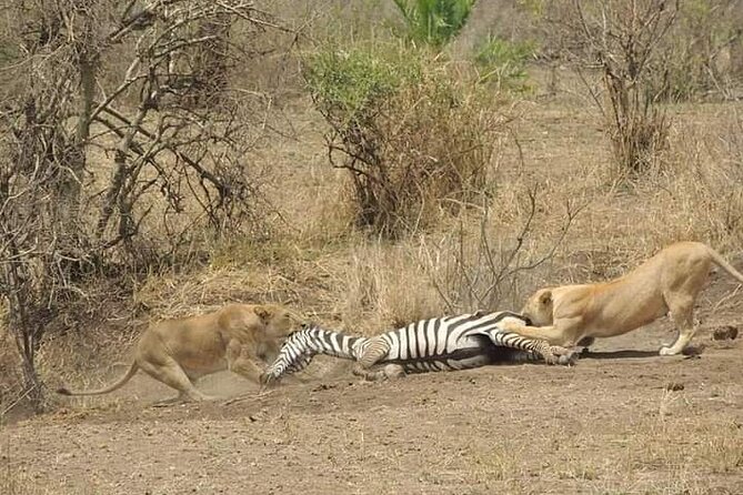 7 Days Tour Northern Tanzania Safari: - Pickup Information