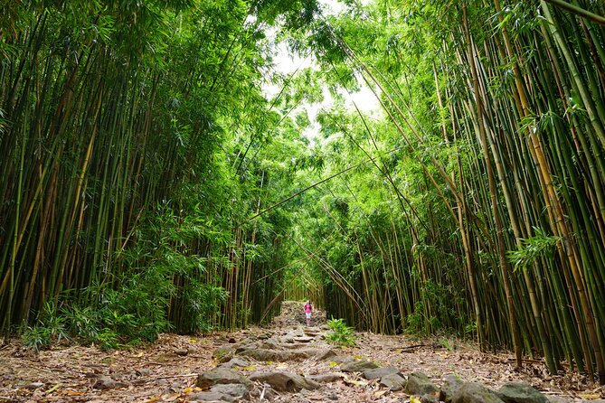 8 Hour Private Jungle Waterfall Tour From Maui - What to Expect During the Tour