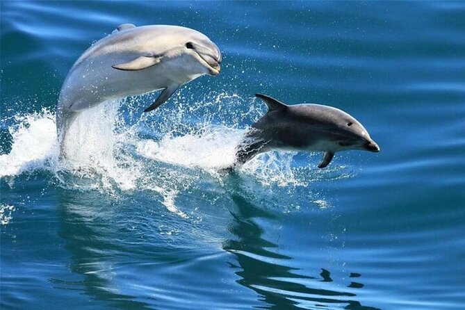 8 Hours Swimming Adventure With Dolphins With Lunch in Hurghada - Booking Information