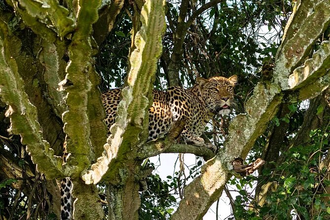 9-Day Private Uganda Wildlife Safari - Inclusions and Exclusions