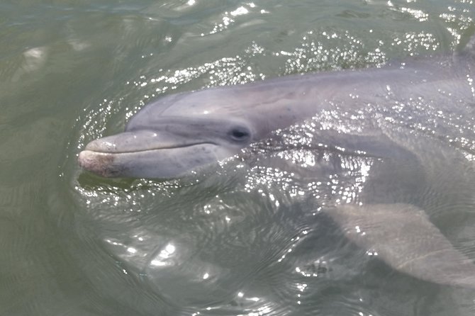 90-Minute Dolphin and Nature Tour of Hilton Head - Customer Experience and Reviews
